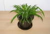 Form