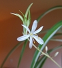 Flower, buds, & small plantlet on the tip of the inflorescence.