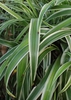 Variegated leaves