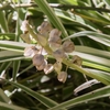 Dry, three-angled pods enclosing small dark seeds.