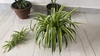 plant with green leaves in a pot