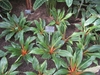 A group of plants used as a ground cover.