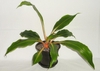 Potted plant with broadly elliptical leaves with orange petioles