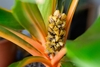 Close-up on erect spike with 3-side capsules among petioles
