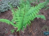 Form