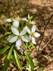 Flowers - Mid-April - Warren Co., NC