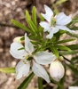 Leaves & Flowers - April 9 - Wake Co., NC