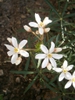 Flower and leaves