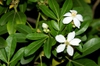 leaves and flowers