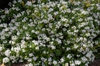 leaves and flowers