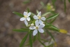 Simple, five-petaled white flowers