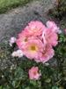Flower cluster