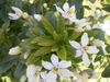 leaves and flowers