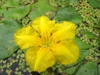 Nymphoides pelatum