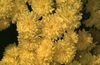 Chrysanthemum X morifolium (Dendranthema X grandiflorum)