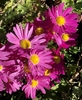 'Lavender Lady' Flowers - Nov. 8 - Wake Co., NC