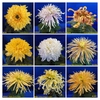 Cultivars