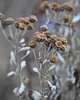 small white flowers  persistant dried flower heads January
