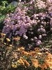 Plants in the garden