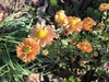 Orange flowers