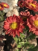 Red flowers