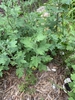 Form