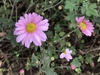Pink flowers