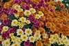 Different colors