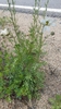 Form