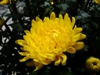 Chrysanthemum x morifolium