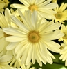Chrysanthemum x morifolium bright yellow daisy like flower