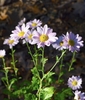 Lavendar daisy like chrysanthemum