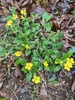 Speading low growing plant with yellow flowers
