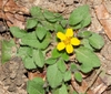 Yellow daisy flower.