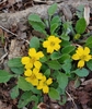Yellow daisy flower.