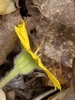 Side view of flower