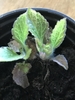 Emerging growth of hairy ovate leaves with notched margins