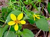 Close-up of daisy: yellow ray and disk florets.