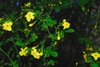 Shrub with yellow flowers.