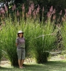 Erect grass towering over a person in front of it