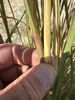 Round stem of the grass
