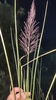 Seedhead of the grass
