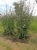 Cichorium intybus