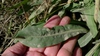 Cichorium intybus