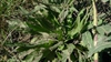 Cichorium intybus