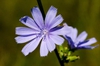 Cichorium intybus