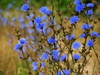 Cichorium intybus