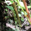 Stems green or reddish green