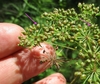 Young fruits.