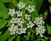Cicuta maculata